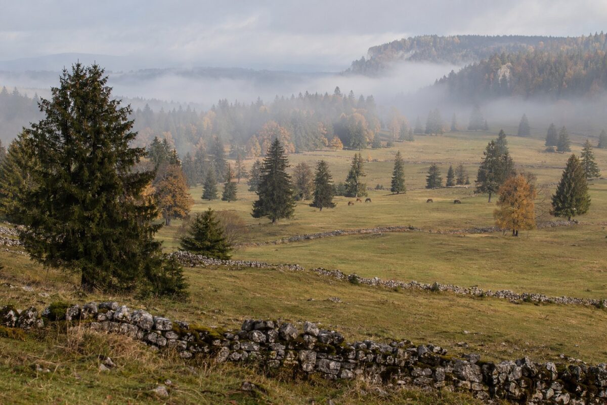 Le Jura suisse : pâturages boisés des Franches-Montagnes